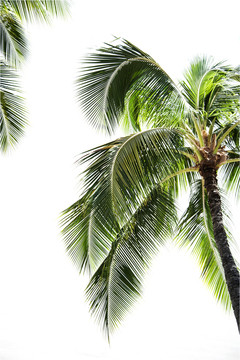 夏威夷海濱