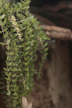 墻角植物