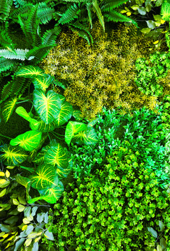 綠色植物墻