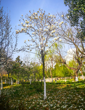 玉蘭花 小樹