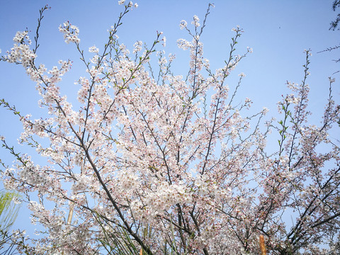 櫻花