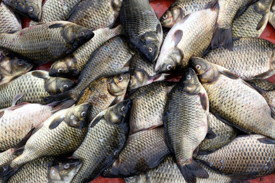 淡水魚 鯽魚 魚 食品