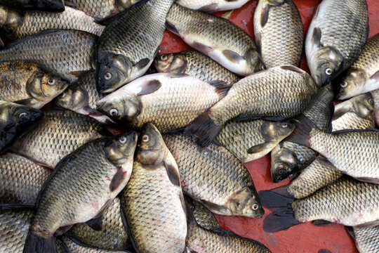 淡水魚 鯽魚 魚 食品 美味