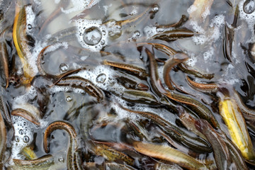 淡水魚 泥鰍魚 魚 食品