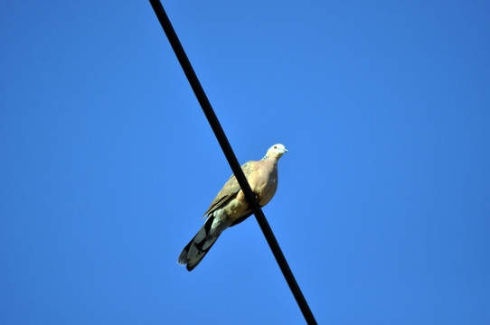 斑鳩