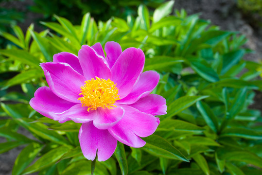 芍藥花