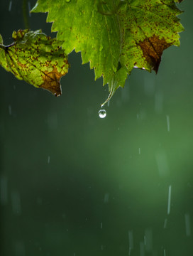 雨后绿叶