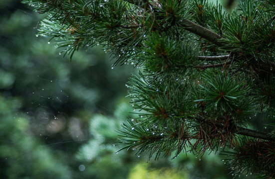 雨后綠葉