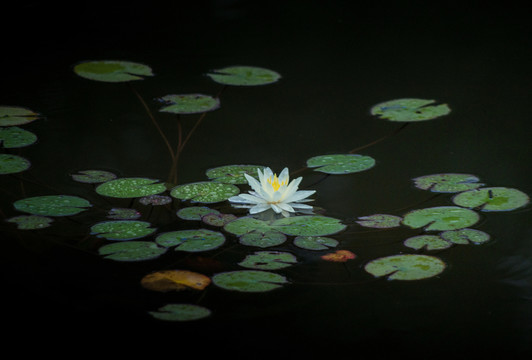 水蓮