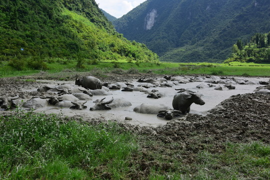 農(nóng)村水牛