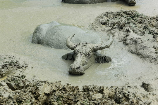 水牛