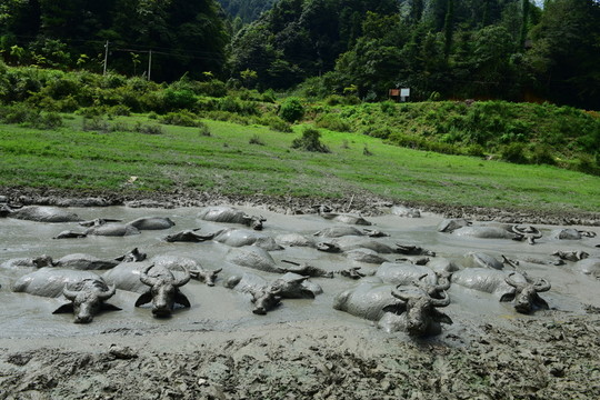 動(dòng)物水牛