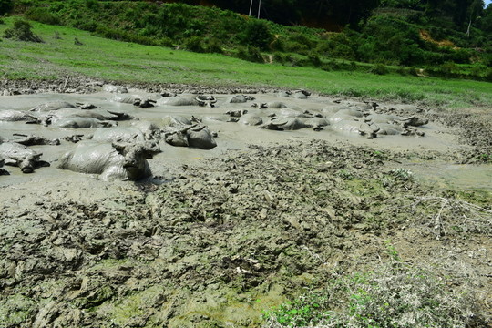 水牛游泳