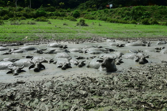 水牛游泳