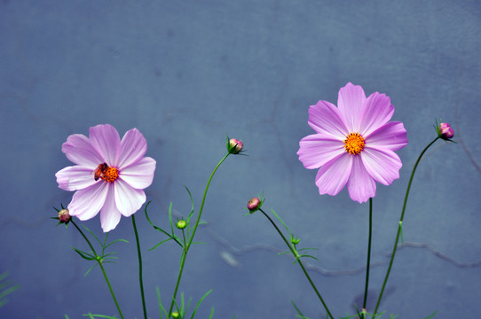 格桑花