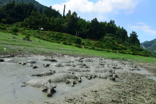 水牛洗澡