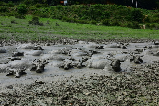 水牛洗澡