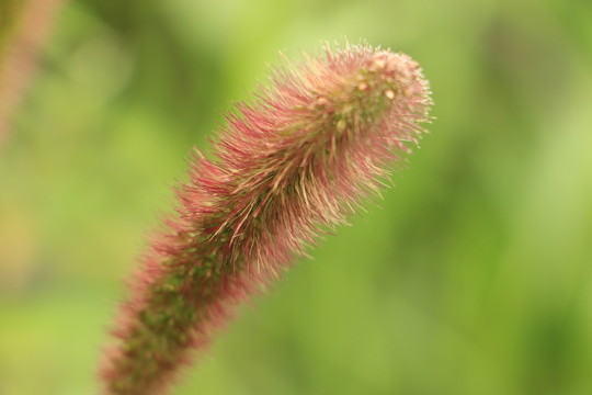 狗尾草