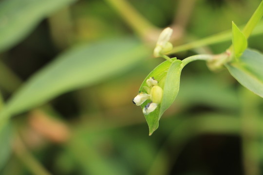 綠色植物