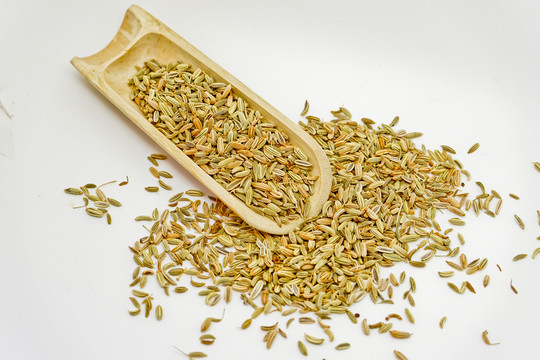 小茴香 高清大圖
