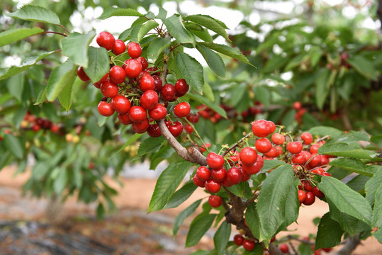 大櫻桃 櫻桃樹(shù)