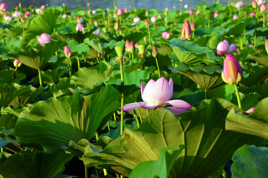 蓮花池公園景觀