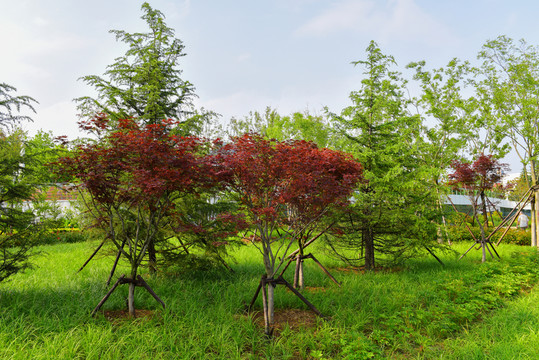 公園 小樹
