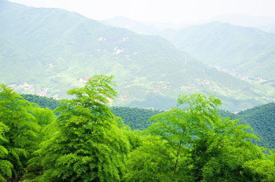 竹林遠(yuǎn)山