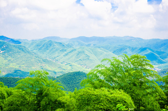 竹林遠山