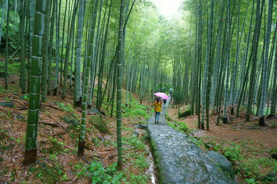 翠竹林