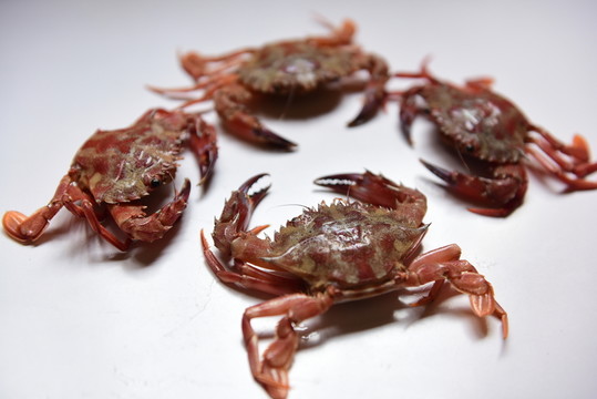 螃蟹海鮮餐飲