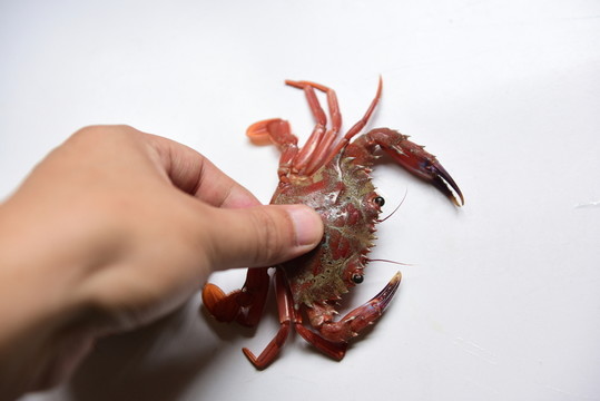 螃蟹海鮮