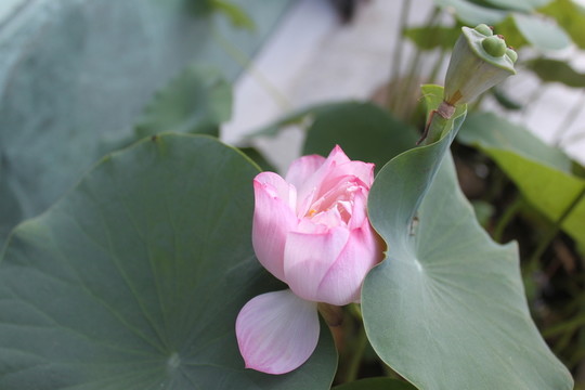 荷花