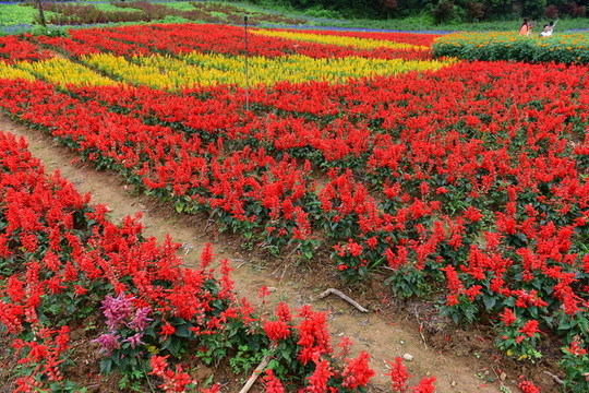 花卉花海