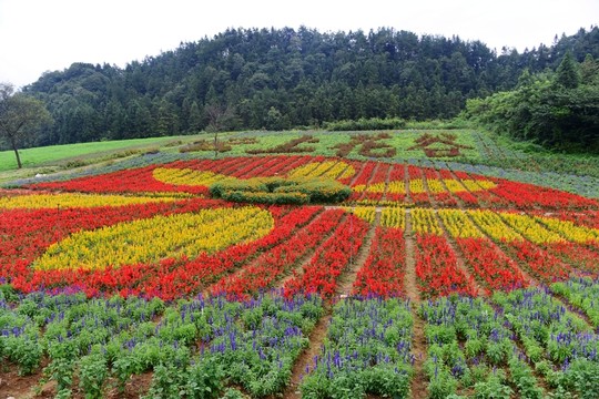 花卉花海