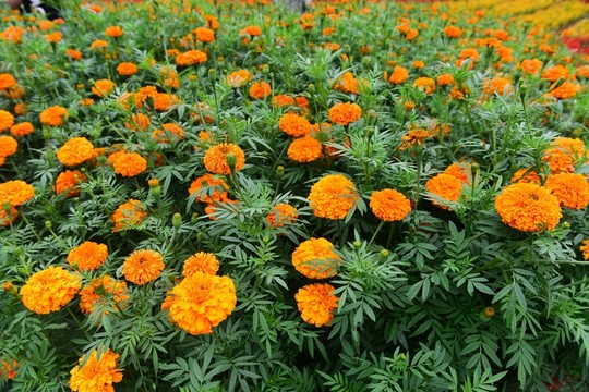 菊花花卉