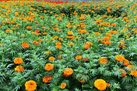 菊花花卉