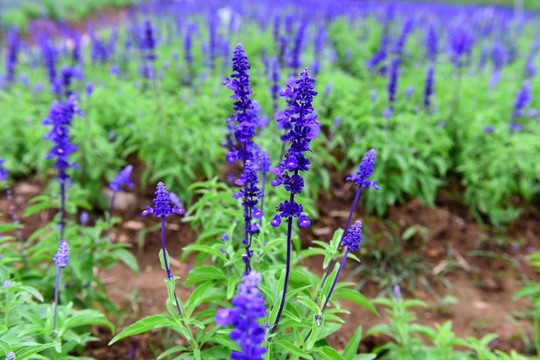 薰衣草花卉