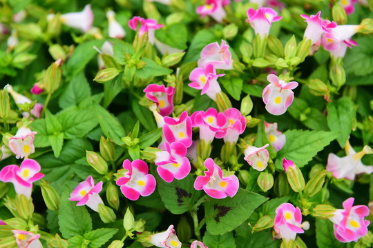 花卉