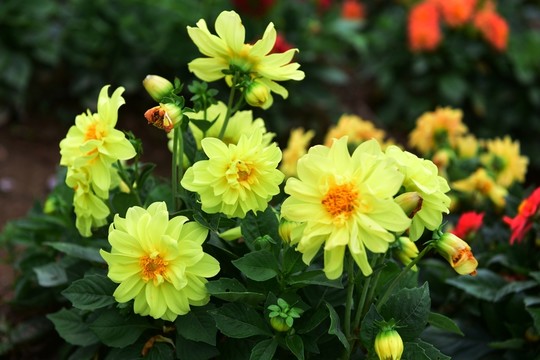 花卉