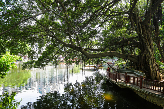 樹木 大樹 休閑公園