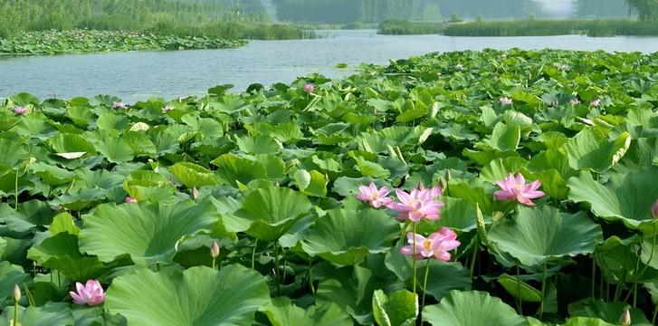 濕地 荷花