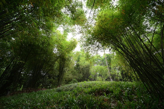 林蔭小徑