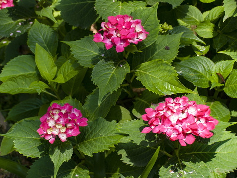 繡球花