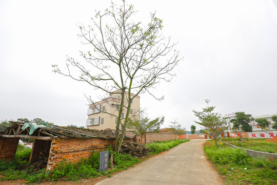 鄉(xiāng)村小路 農(nóng)村小路
