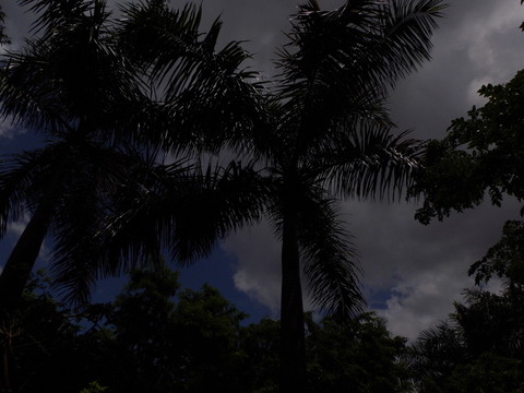 椰樹(shù)天空