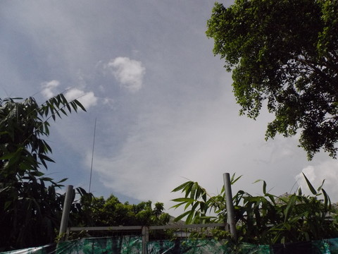 天空綠樹