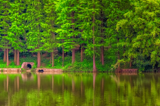 杉樹林
