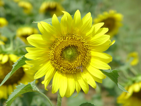 葵花