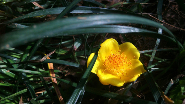 金山茶